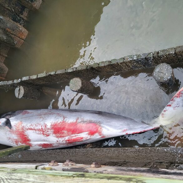 Whale found dead, floating at marina in governor phil murphy's hometown - photo licensed by shore news network.