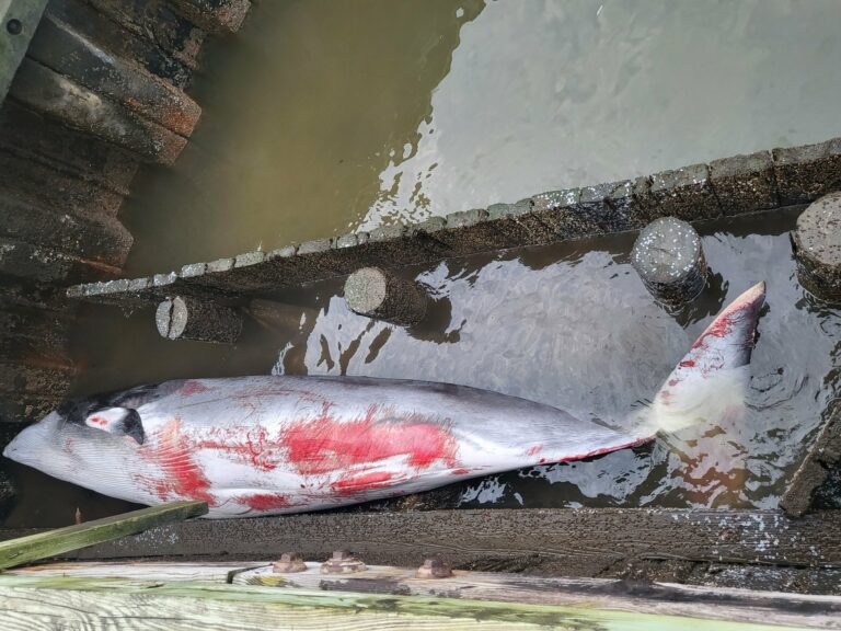 Whale found dead, floating at marina in governor phil murphy's hometown - photo licensed by shore news network.