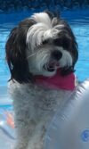 Paw patrol: senior dog missing in uniontown