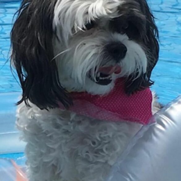 Paw patrol: senior dog missing in uniontown - photo licensed by shore news network.