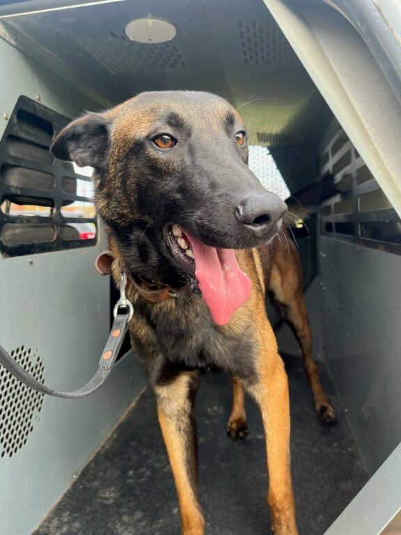 Ocean City Police Department Welcomes K9 Finn