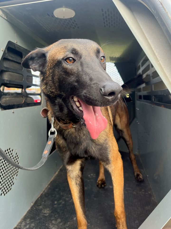 Ocean City Police Department Welcomes K9 Finn