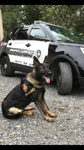 Utica Police Department Mourns Loss of K9 Wolf