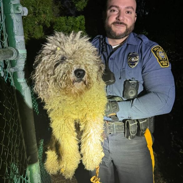 Deal police rescue lost dog, owners sought - photo licensed by shore news network.