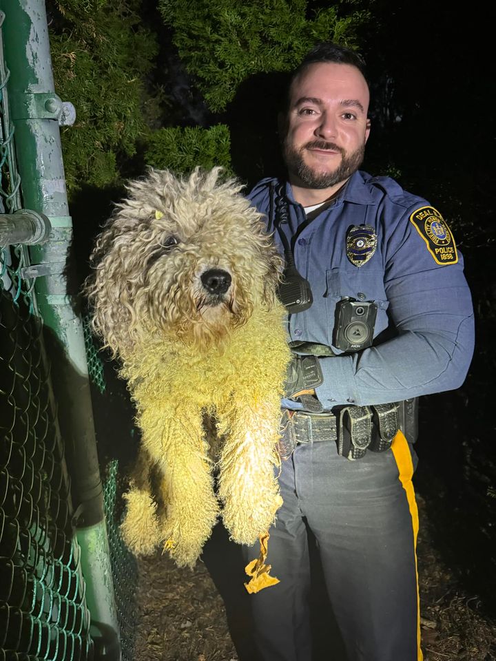 Deal Police Rescue Lost Dog, Owners Sought