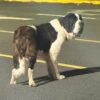 Senior dog found near autozone in bergenfield, police seek owner