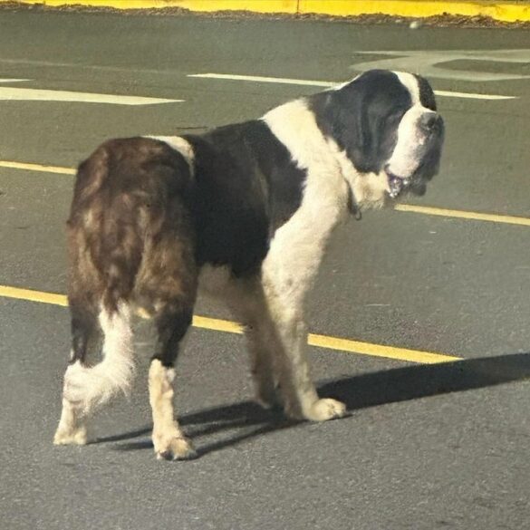 Senior dog found near autozone in bergenfield, police seek owner - photo licensed by shore news network.