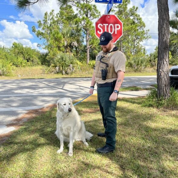 Lee county deputies reunite lost dog with family - photo licensed by shore news network.
