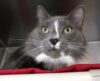 Adorable cat needs a good home, currently at lacey shelter