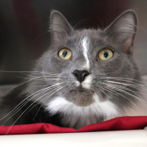 Adorable cat needs a good home, currently at lacey shelter - photo licensed by shore news network.