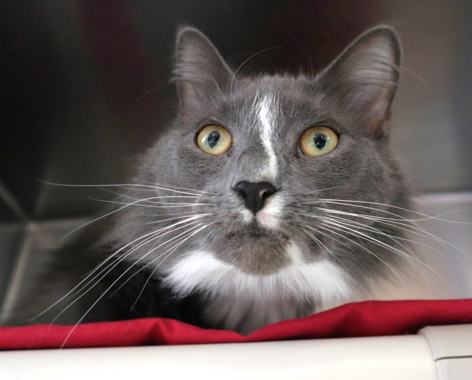 Adorable Cat Needs A Good Home, Currently At Lacey Shelter