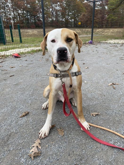Shelter Says Time Running Out for Dog After Year at Facility