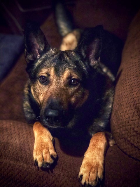 Ocean City K-9 Cop Retires