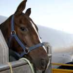 A horse on an airplane