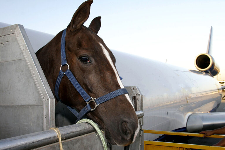 A horse on an airplane