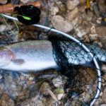 A rainbow trout in a hand net on the shore.