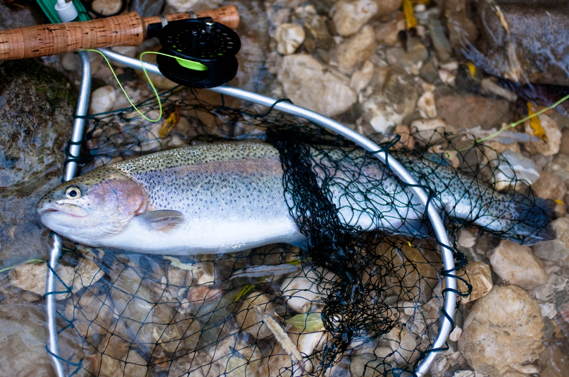 A rainbow trout in a hand net on the shore.
