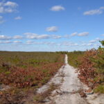 A sandy road through the pygmy pine forest in the pine barrens of southern New Jersey.