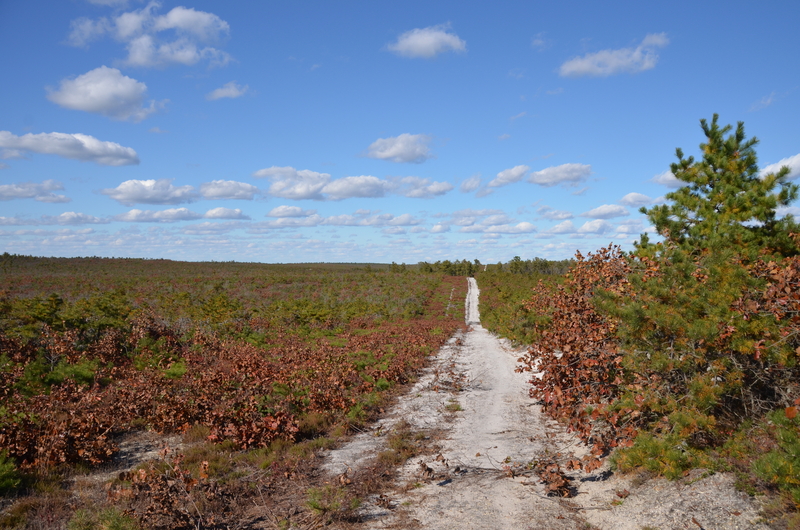 A sandy road through the pygmy pine forest in the pine barrens of southern New Jersey.