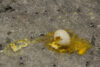 Broken bird egg on ground