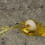 Broken bird egg on ground