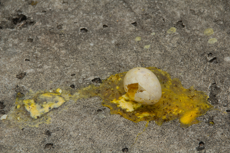 Broken bird egg on ground