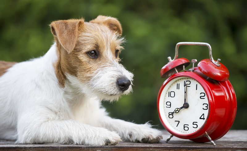 Daylight savings time