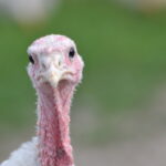 A turkey on a farm in New Jersey - Dreamstime Photo