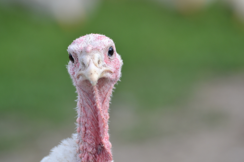 A turkey on a farm in New Jersey - Dreamstime Photo