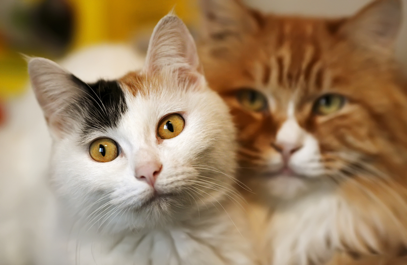 Monmouth County SPCA Launches Half-Off Cat Adoption Event