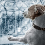 Weather Report - Jack russel dog at window watching the bad and cold rain