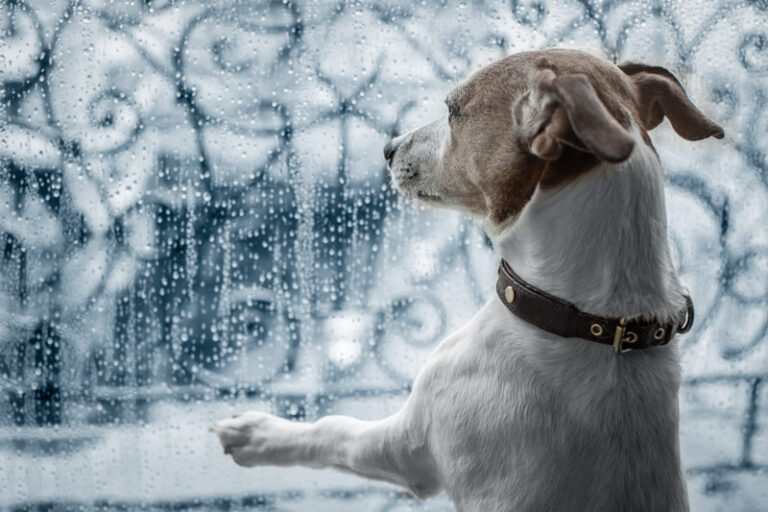 Weather report - jack russel dog at window watching the bad and cold rain