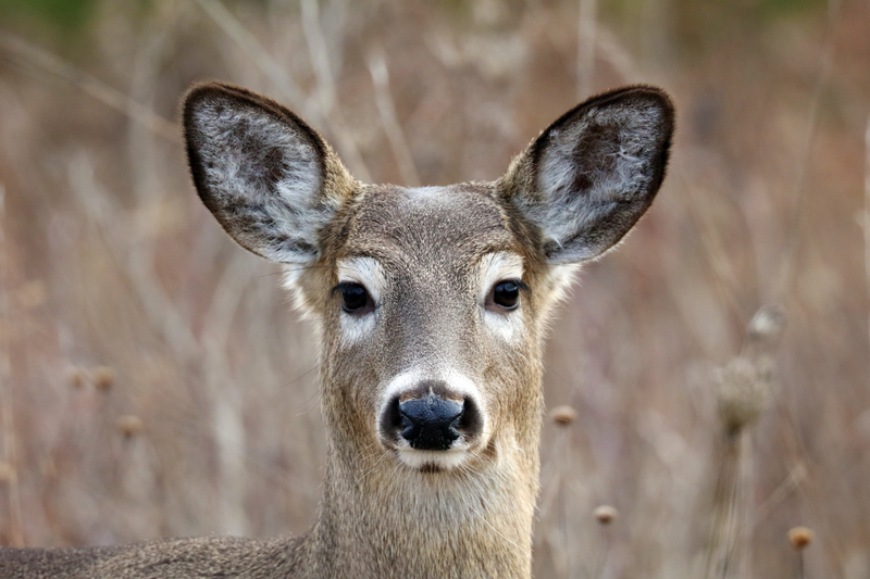 Deer Breaks In at Cedar Grove Elementary School