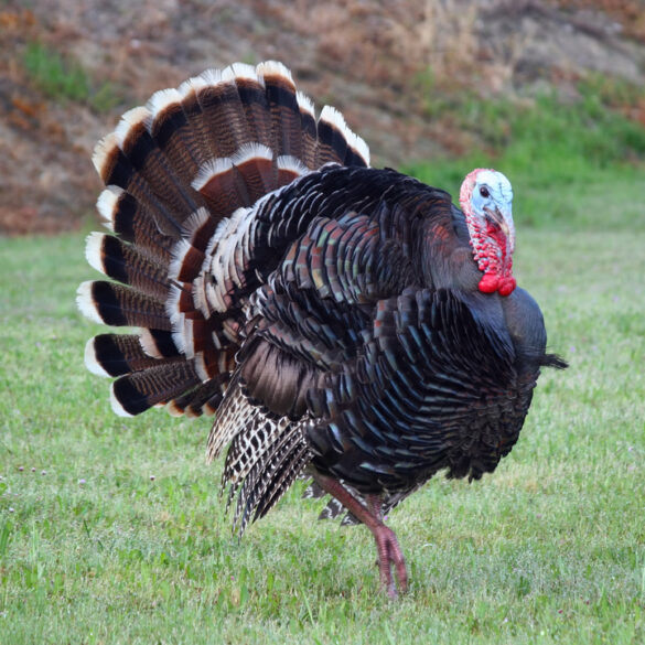 Stafford township's 11th annual gobble wobble opens registration - photo licensed by shore news network.