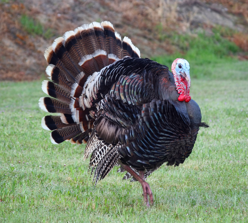 Stafford Township's 11th Annual Gobble Wobble Opens Registration