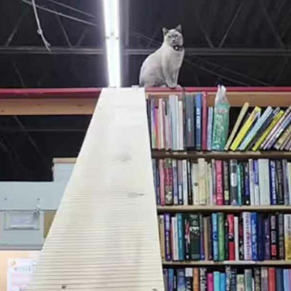 Pennsylvania's cupboard maker books mourns beloved tik tok feline, zak - photo licensed by shore news network.