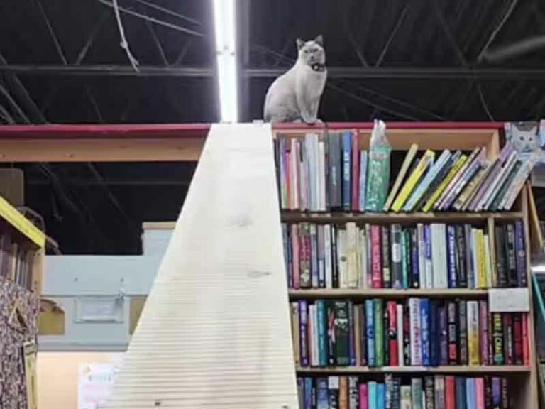 Pennsylvania's cupboard maker books mourns beloved tik tok feline, zak - photo licensed by shore news network.