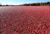 A cranberry bog in new jersey - photo by dreamstime