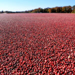 A cranberry bog in New Jersey - Photo by Dreamstime