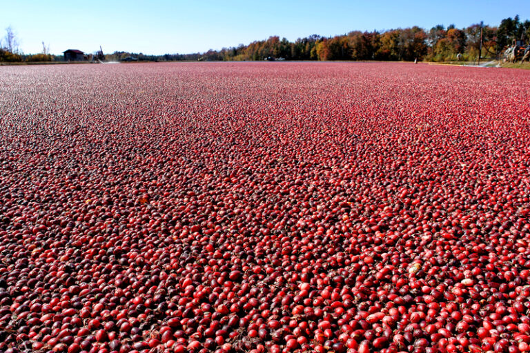 A cranberry bog in New Jersey - Photo by Dreamstime