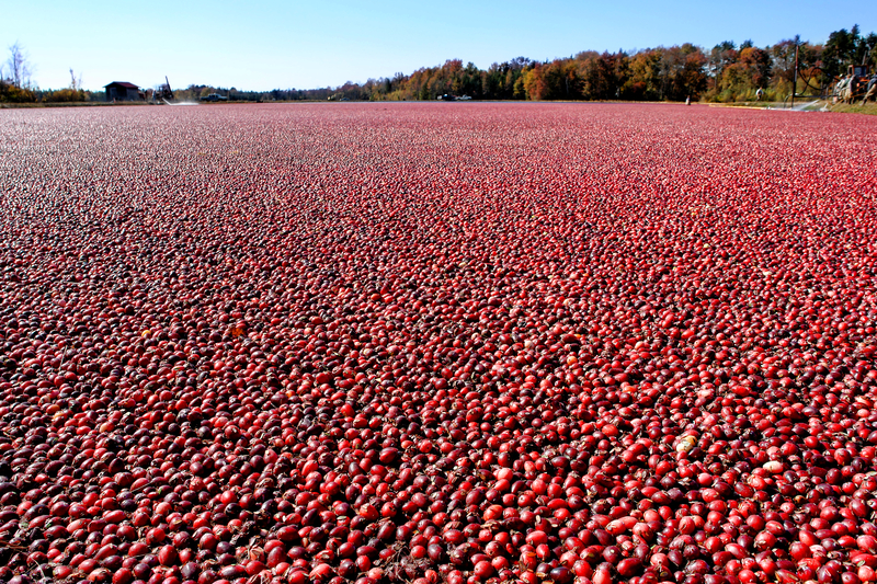 A cranberry bog in New Jersey - Photo by Dreamstime