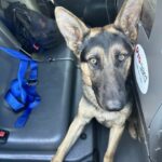 This dog, nicknamed Forest Gump has been found by the Baltimore Police Dept.