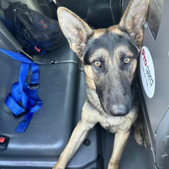 This dog, nicknamed forest gump has been found by the baltimore police dept.