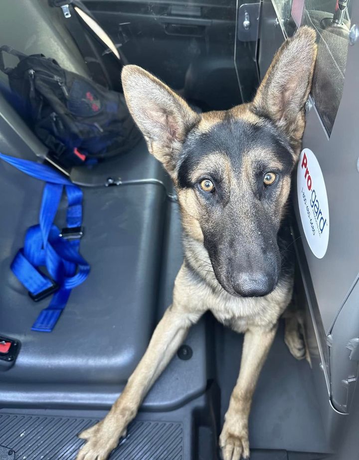This dog, nicknamed Forest Gump has been found by the Baltimore Police Dept.