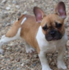 Beloved french bulldog snatched in d. C. Armed robbery