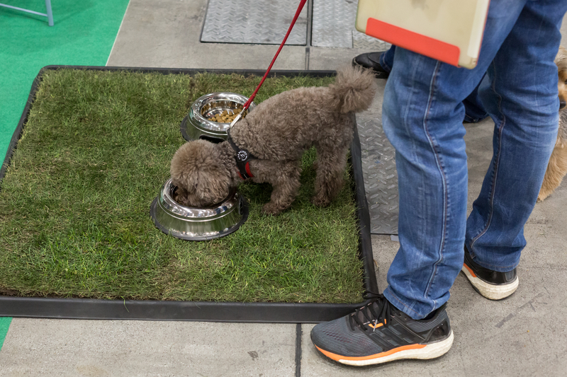 Dog Food Brands Making Children Sick with Salmonella, Recall Alert Issued