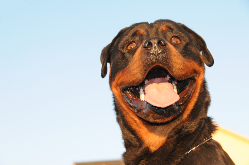 Rottweiler Mauls 70-Year-Old in South Brunswick