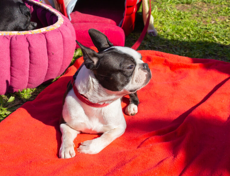 There's a new top dog in new jersey; here's the dog most want most - photo licensed by shore news network.