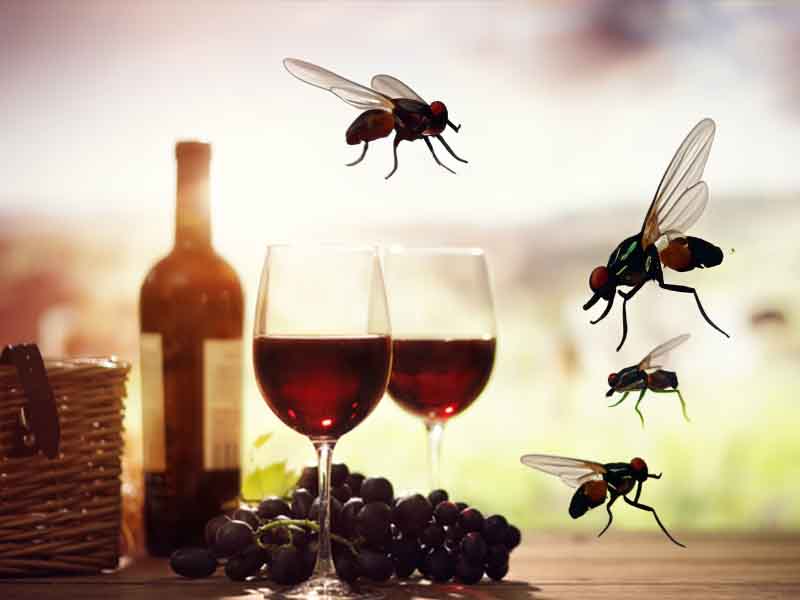 Popular Jersey Shore Winery Hit with 17 Health Violations, Flies in Kitchen