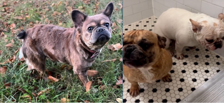 Three beloved french bulldogs stolen at gunpoint in d. C - photo licensed by shore news network.